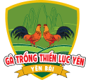 GÀ TRỐNG THIẾN LỤC YÊN